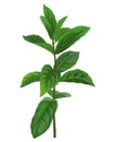 Sprig mint. Branch of peppermint. Herbal. Medicinal plant. Royalty Free Stock Photo